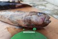 Ryby bez oczu i ze zmianami skórnymi w Zatoce Puckiej